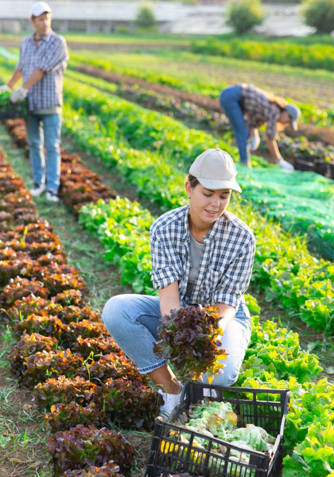 industry agriculture farming